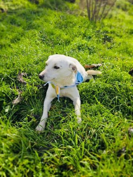 Familien Hündin sucht ein Zuhause