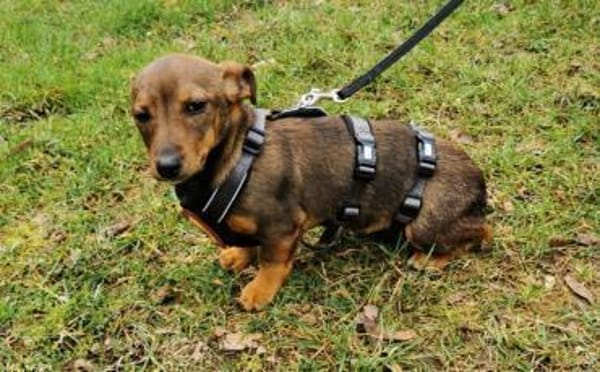 Kleine Soe sucht ein Zuhause