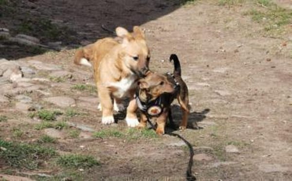 Kleine Soe sucht ein Zuhause