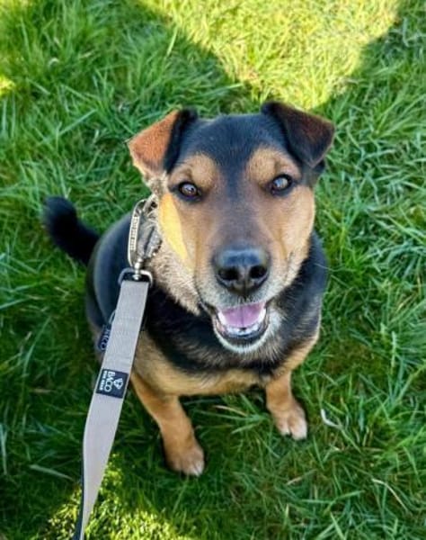 Jack ist sehr, lieb, aktiv, freundlich !