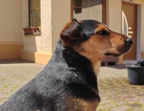 Jack ist sehr, lieb, aktiv, freundlich !