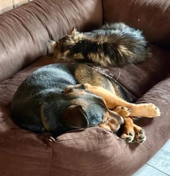 Jack ist sehr, lieb, aktiv, freundlich !