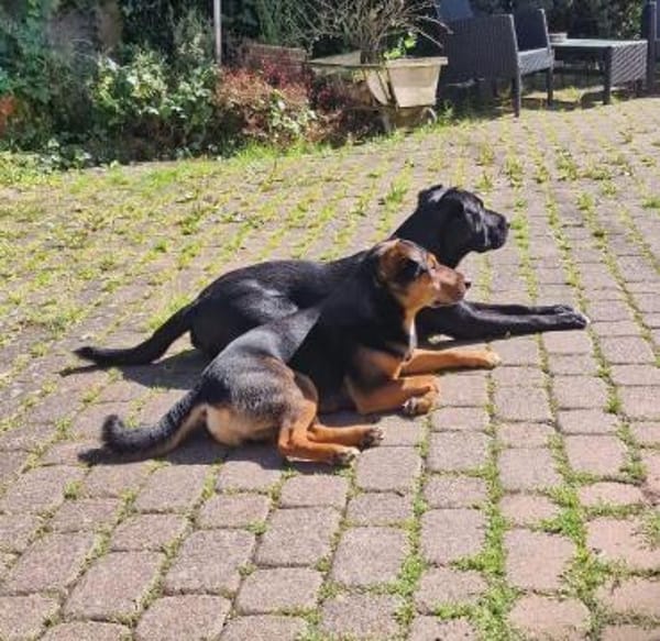 Jack ist sehr, lieb, aktiv, freundlich !