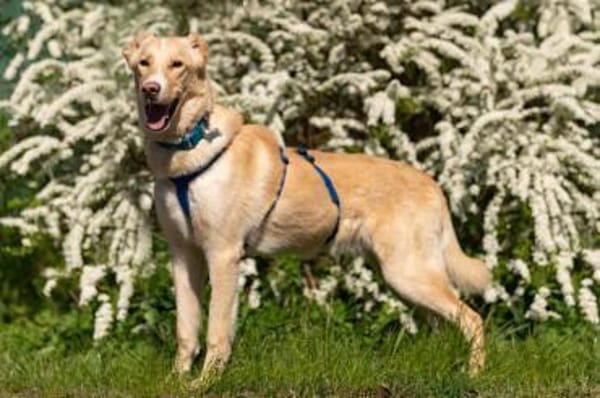 Wunderbarer Altaj sucht seine Familie