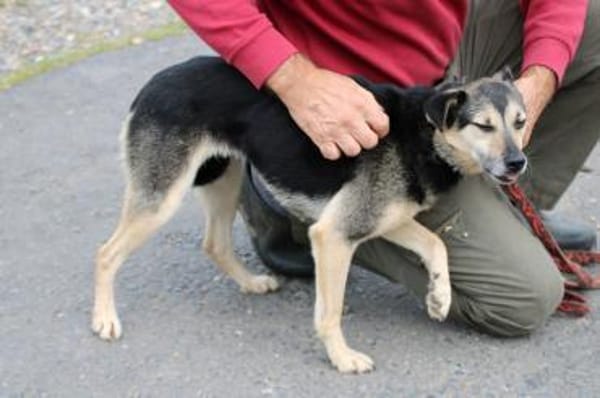 NASRI - liebevolles Zuhause gesucht!