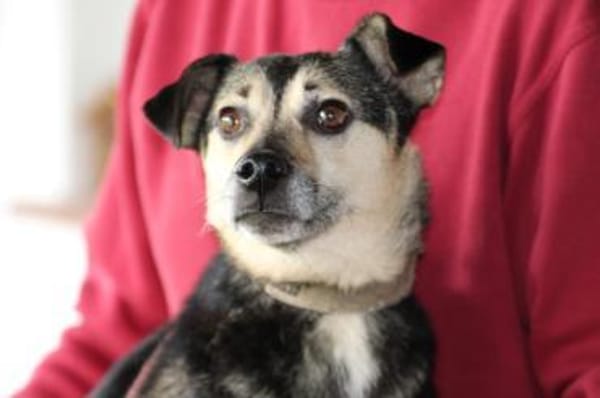 NASRI - liebevolles Zuhause gesucht!