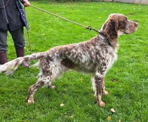 Bob Marley 💙 Setter in Hessen auf PS