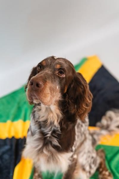 Bob Marley 💙 Setter in Hessen auf PS