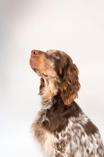 Bob Marley 💙 Setter in Hessen auf PS