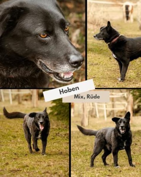Hoben - ein total cooler kleiner Kumpel