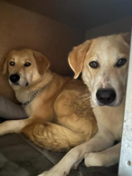 LYNN - verschmuste Hündin sucht Familie