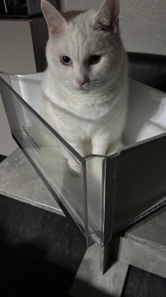 Ipek und Pamuk gemeinsam