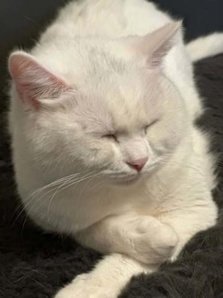 Ipek und Pamuk gemeinsam