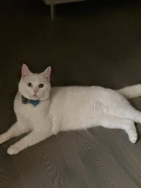 Ipek und Pamuk gemeinsam