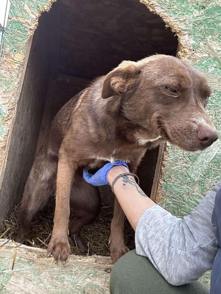 ❤🐾 BROWNIE,  Soviel Liebe zu geben...