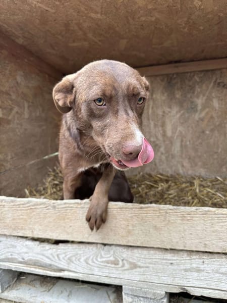 ❤🐾 BROWNIE,  Soviel Liebe zu geben...