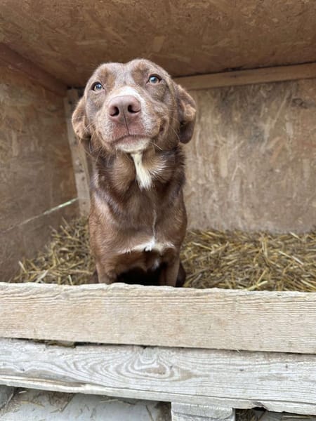 ❤🐾 BROWNIE,  Soviel Liebe zu geben...