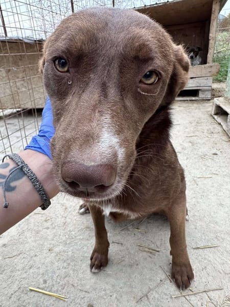 ❤🐾 BROWNIE,  Soviel Liebe zu geben...