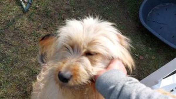 sehr liebe Dajana auf PS in 90473