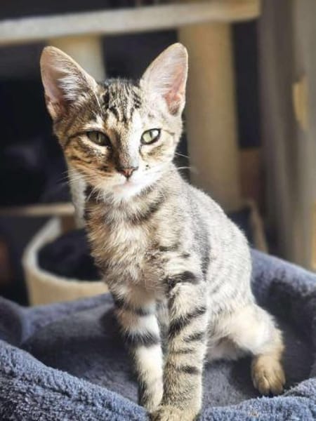 Unsere kleine Ameise Mrva