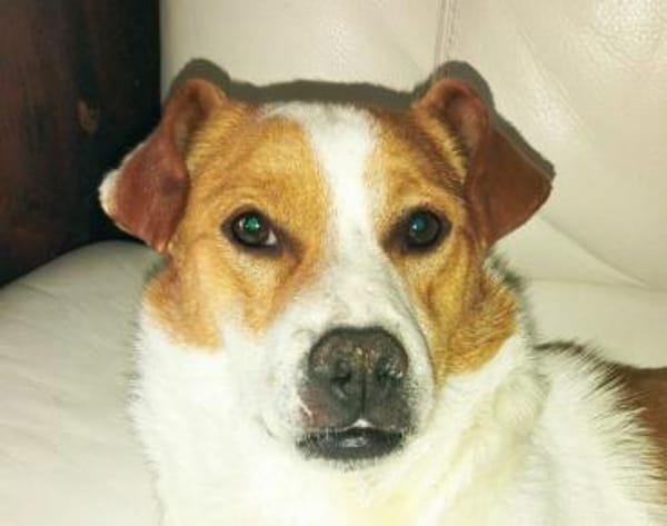 Jack-Russell-Mix Timmy sucht ein Zuhause