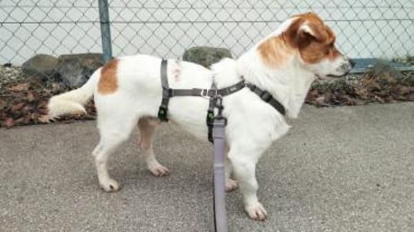 Jack-Russell-Mix Timmy sucht ein Zuhause