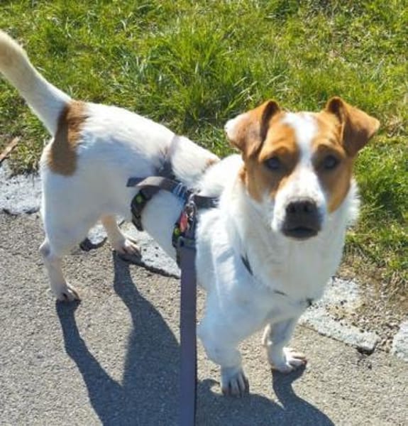 Jack-Russell-Mix Timmy sucht ein Zuhause