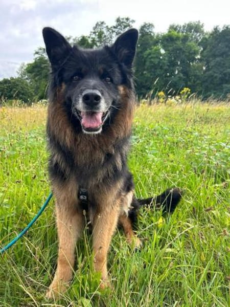 Verspielter Bruno sucht seine Familie