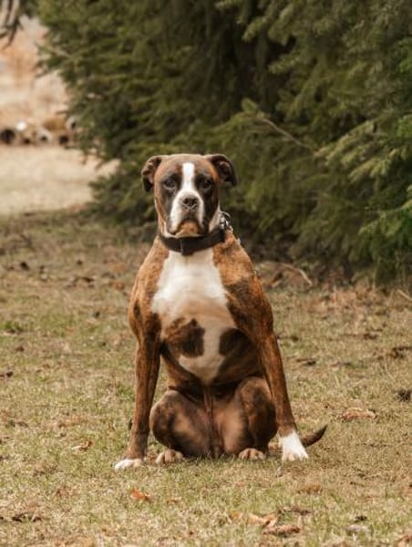 Günther - lieb & menschenbezogen