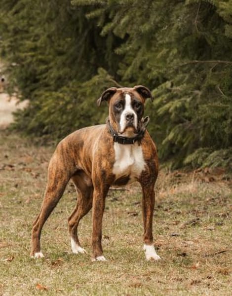 Günther - lieb & menschenbezogen