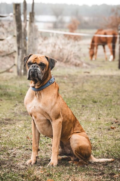 Maison - Boxerjunge möchte ankommen