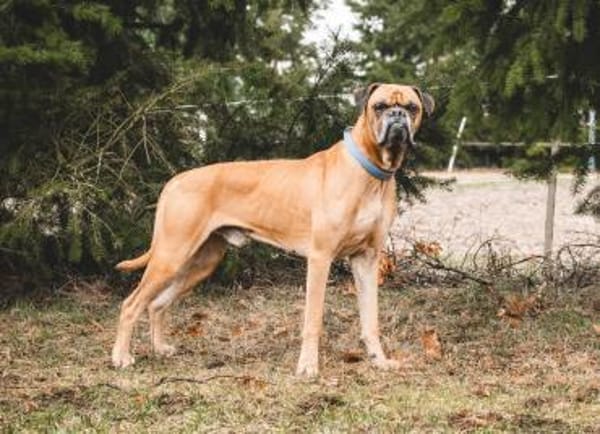 Maison - Boxerjunge möchte ankommen