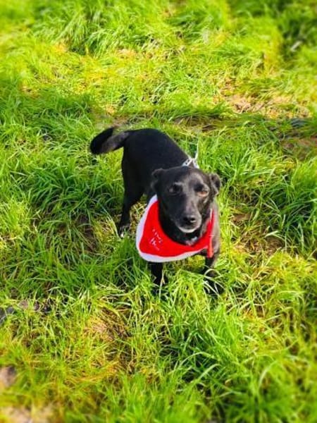 Freundlich , verschmust , einfach toll