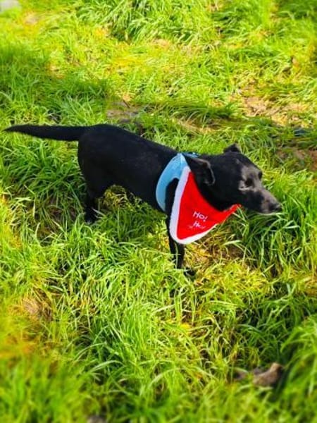 Freundlich , verschmust , einfach toll