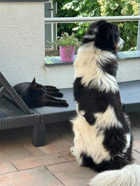 Da Vinci - der Imposante