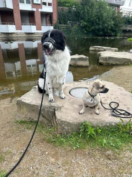 Da Vinci - der Imposante