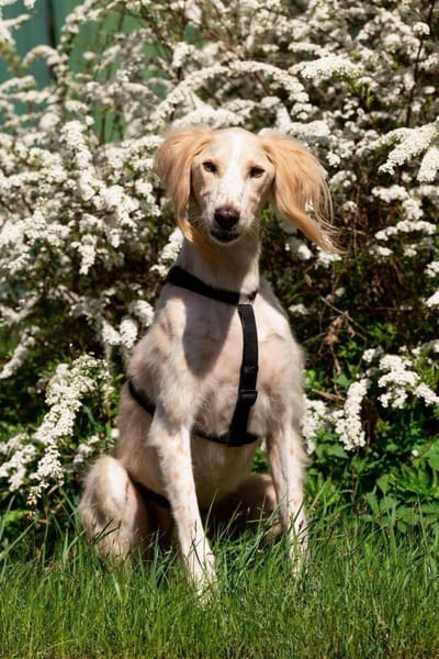 Hübscher Richard sucht seine Menschen