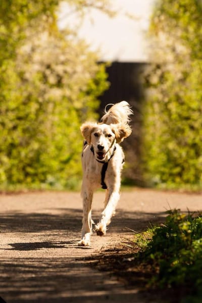 Hübscher Richard sucht seine Menschen
