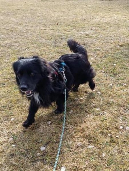 lieber Rüde Kiro auf PS in 90765