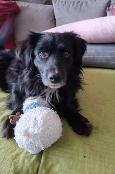 lieber Rüde Kiro auf PS in 90765