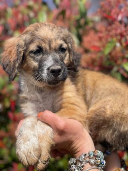 Ettore 🥰 sucht seine Menschen