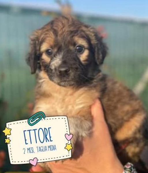Ettore 🥰 sucht seine Menschen