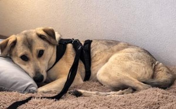 Lee sucht seine Menschen