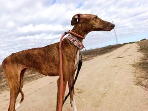 Leah - auf langen Beinen unterwegs