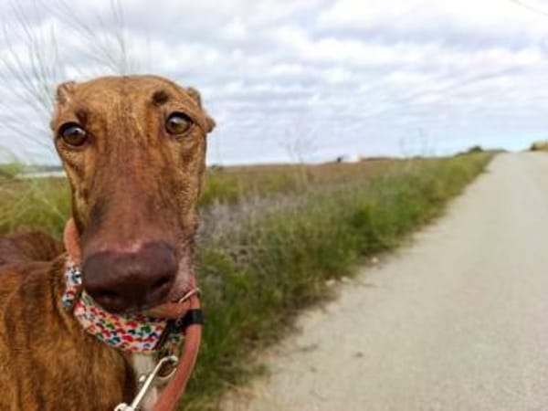 Leah - auf langen Beinen unterwegs