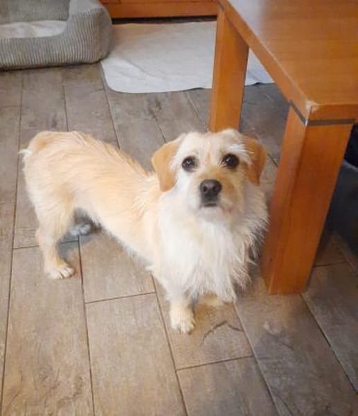 Arnika 2-jährige Hündin