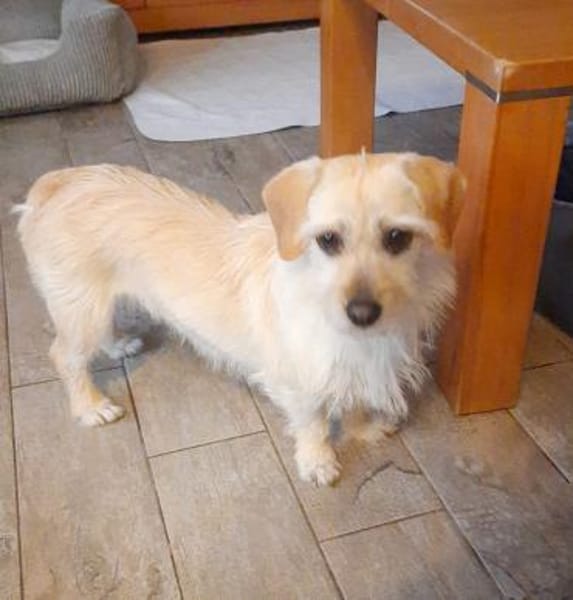 Arnika 2-jährige Hündin