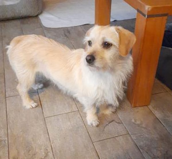 Arnika 2-jährige Hündin