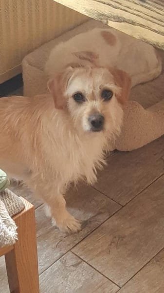 Arnika 2-jährige Hündin