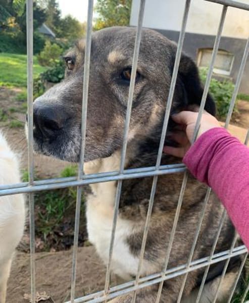 GIGAS - loyaler, souveräner Rüde